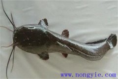 革胡子鯰怎么養(yǎng)殖，它有哪幾種養(yǎng)殖方式