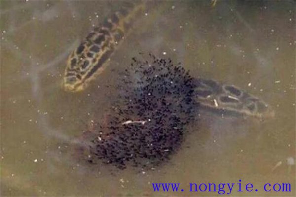 烏魚的懷卵量、產卵量