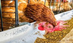 雞浪費(fèi)飼料？告訴你養(yǎng)雞省料的小竅門