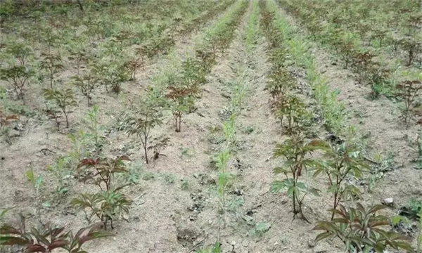 蒼術種植的密度是多少