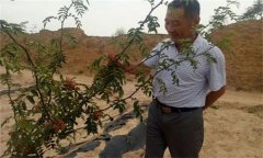 花椒栽培方式有哪幾種？
