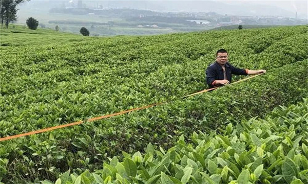 如何對(duì)茶樹(shù)進(jìn)行定型修剪