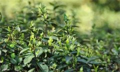 如何對(duì)茶樹(shù)越冬休眠期病蟲(chóng)害進(jìn)行綠色防控？