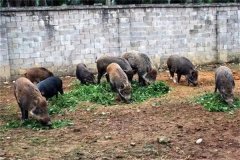 飼養(yǎng)野豬要注意哪些問題 野豬能與家豬雜交嗎？