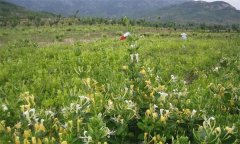 金銀花的產地有哪些？金銀花的功效與主治作用