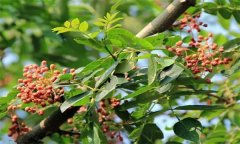 成年花椒樹如何管理？花椒樹管理技術(shù)要點