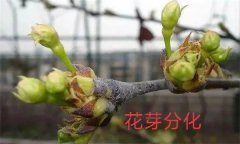 梨樹開花結(jié)果有什么特點？