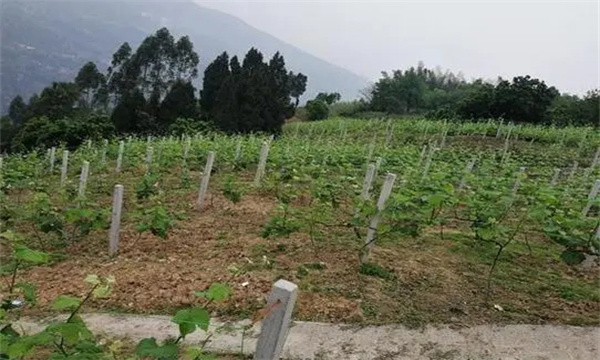 在河灘地、山地、鹽堿地和黏土地上建葡萄園