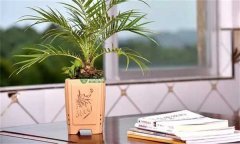 美麗針葵風(fēng)水作用 如何栽培和養(yǎng)護(hù)美麗針葵？
