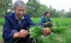 薹韭與韭菜有何區(qū)別 如何使薹韭早抽薹多抽薹？