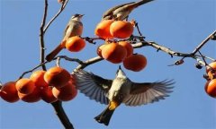 鳥害如何預(yù)防？鳥害防治的主要手段和方法