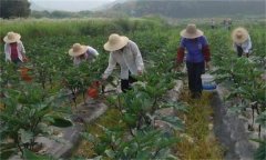 茄子如何高效施肥，給茄子施肥要注意什么？