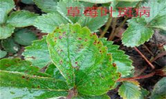 怎樣防治草莓葉斑?。ㄉ哐鄄。?？