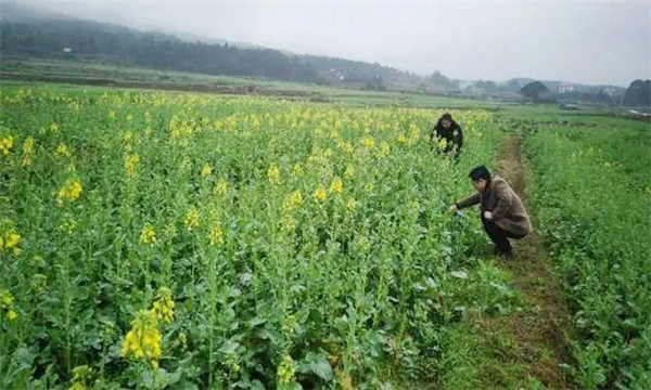 油菜定植后如何進(jìn)行田間管理