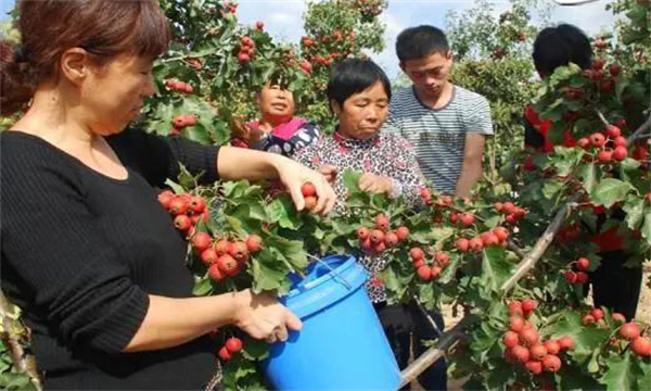 山楂的采收方法