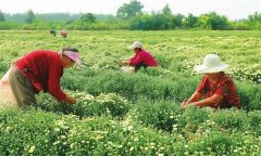 菊花的采收時間、采收方法與加工與貯藏問題