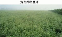 黃芪產(chǎn)地在哪里？黃芪生態(tài)習(xí)性簡介