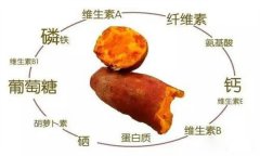 紅薯的營養(yǎng)特點 紅薯的輔助功能知多少？