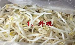 如何挑選豆芽？有根豆芽與無根豆芽有什么區(qū)別