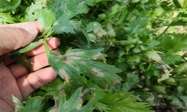 芹菜斑枯病病狀類型