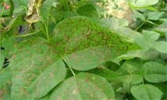 如何防治菜豆炭疽病，其病原菌是什么？