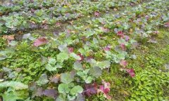 油菜秧苗葉片變紅是什么原因造成的？