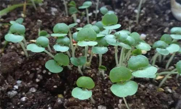 畦地生產(chǎn)紫蘇芽苗菜