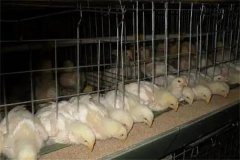 肉雞30日齡后“過(guò)料”是怎么回事？怎樣防治？